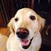 Profile Picture of David Piché (@davidp5182) on Pinterest