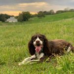 Profile Picture of Henry (@henry_springerspaniel) on Instagram
