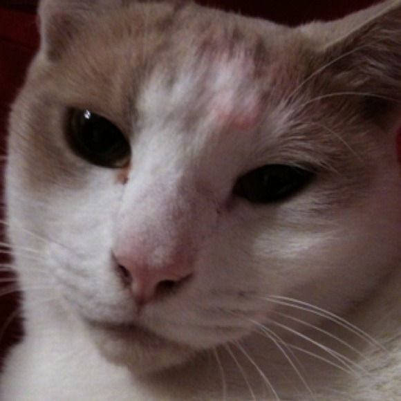 Profile Picture of Ramona Ramone (@ramona2234) on Poshmark