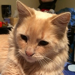 Profile Picture of Tracermouse Youdal (@tracyyy@att.net) on Flickr