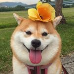 🍭咩妹(shibainu_MeiMei)🐕 - Instagram Profile Picture of 🍭咩妹(shibainu_MeiMei)🐕 (@yumiliu526) on Instagram