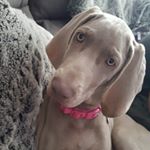 Profile Picture of Naughty_Nala_Weimeraner (@janecoates5) on Instagram