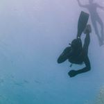 Profile Picture of Matthew Morris (@vanislspearfishing) on Instagram