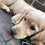 Profile Picture of Eason Martin (@easonthegolden) on Instagram