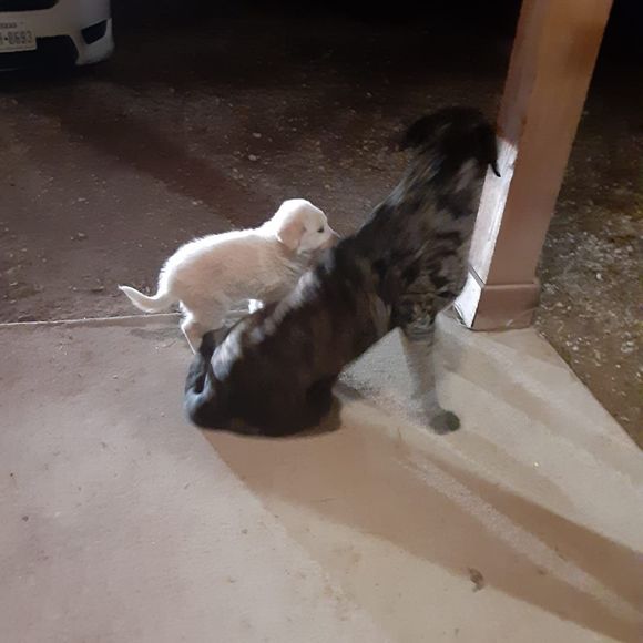 Profile Picture of Daniela Luna (@danielaluna839) on Poshmark