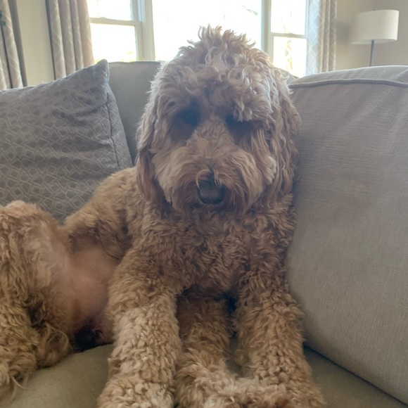 Profile Picture of Hannah Shedrow (@hannah_shedrow) on Poshmark