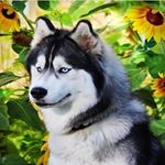 Profile Picture of daniel stones (@daniel_stones11) on Instagram