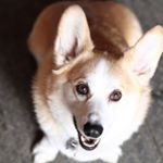 Profile Picture of Finley Stuart MacGregor (@hulkhamster) on Instagram