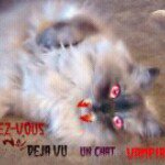 Profile Picture of Catherine Gaudreault (@sakuralovecat) on Instagram