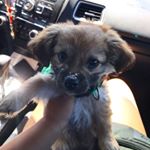 Profile Picture of bitoy or leo (@bebebooii) on Instagram