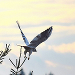 Profile Picture of A. Deveau (@antdev) on Flickr