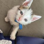 Profile Picture of Aaron James Colkett (@aaron.james.colkett) on Instagram