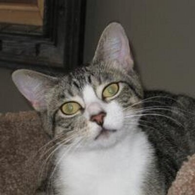 Profile Picture of Jane Elizabeth Ensor (@crazycatlady900) on Twitter
