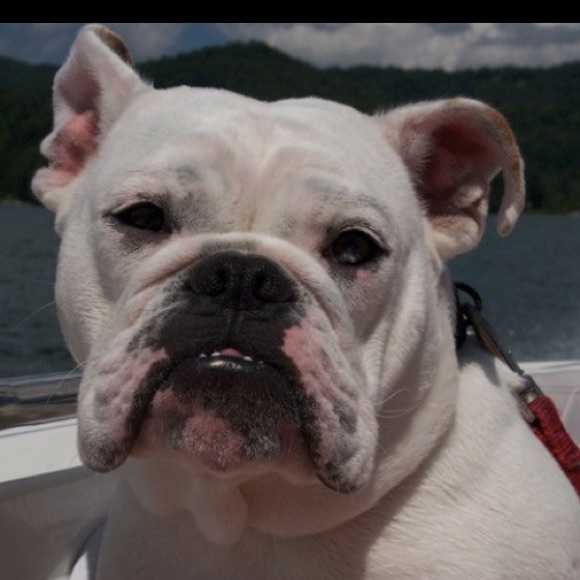 Profile Picture of Allison Witmer (@agwitmer) on Poshmark