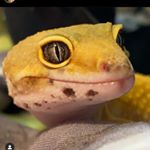 Profile Picture of Eric Fuchs (@themreptilestho) on Instagram