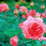 Profile Picture of Archana Chandran (@archana.chandran.1840) on Instagram