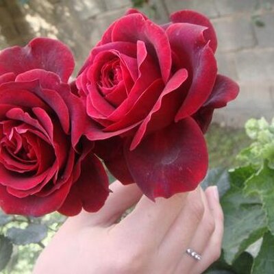 Profile Picture of Fawzia Al.ghamdi (@@engle_rose) on Twitter
