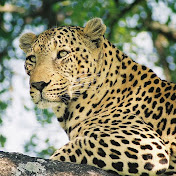 PJ Smith - Youtube Profile Picture of PJ Smith (@pjsmith3314) on Youtube