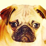 Profile Picture of Nicholas Moro (@pickel_bros) on Instagram