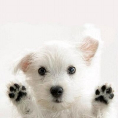 Profile Picture of Pat Hutson (@westiegirl19) on Twitter