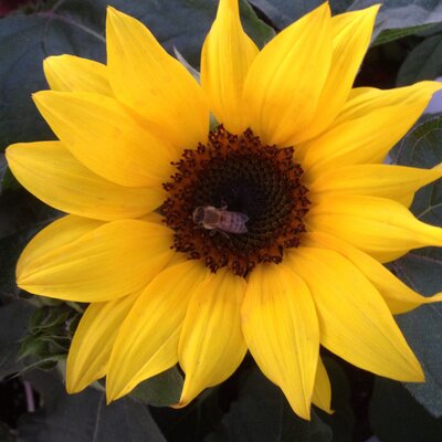 Profile Picture of Ahmed Almansoori (@Ahmedalmnsouri) on Twitter