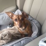 Profile Picture of Ralph Lauren Howard (@ralphlaurenchiweenie) on Instagram
