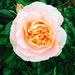 Profile Picture of Sonia Stringer (@sonia6797) on Pinterest