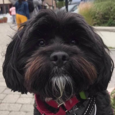 Profile Picture of Steven Mach (@mach626) on Twitter