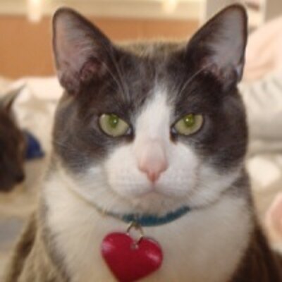 Profile Picture of Carl Raschke (@carlraschke) on Twitter