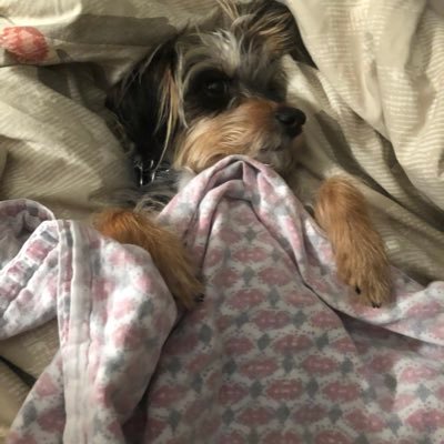 Profile Picture of Steven William Peltier, I (@peltier_i) on Twitter