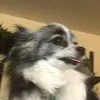 Profile Picture of Jeffrey (@verysleepyalways) on Tiktok