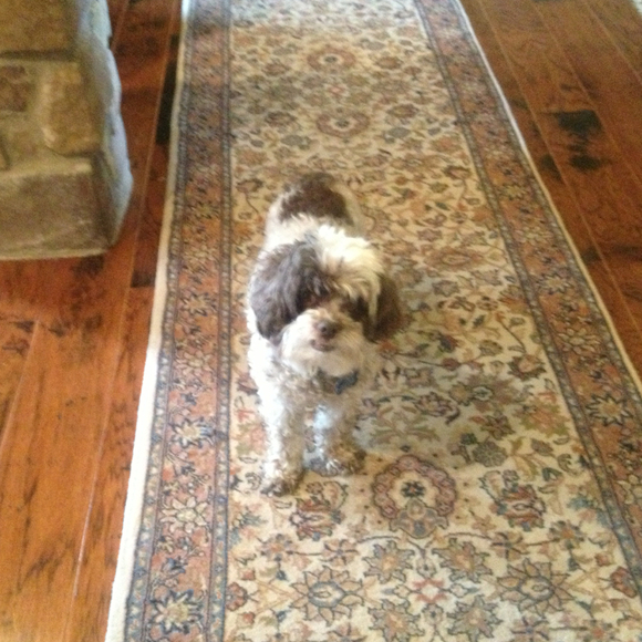 Profile Picture of Roberta Powers (@teddy2013) on Poshmark