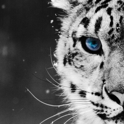 Profile Picture of Tom Cioffi (@tacioffi) on Twitter