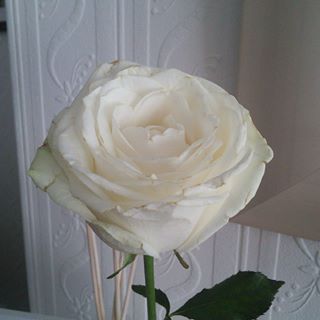 Profile Picture of Alice Hartshorne (@alice.hartshorne.7) on Facebook