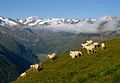 Profile Picture of Oberbergtalon Wikipedia