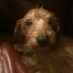 Profile Picture of David (@sietsemadk) on Instagram