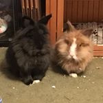 Profile Picture of Stacy Hudgens (@stacywithnoegirl) on Instagram