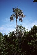 Profile Picture of Coccothrinaxon Wikipedia