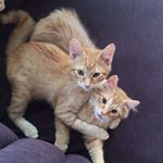 Profile Picture of Eloise and Hamilton (@elleandham) on Instagram