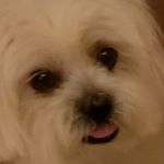 Profile Picture of marlene albright (@albright9336) on Instagram