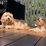 Profile Picture of Bert & Barry (@bertandbarrythecavoodles) on Instagram