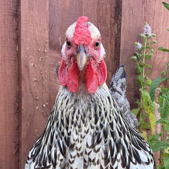 Profile Picture of ambertelman (@ambertelman) on Tiktok