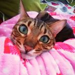 Profile Picture of 🐈🐾Aaron🐾🐈 (@aaron.tigerr) on Instagram