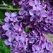 Profile Picture of Renee Van Fossen (@reneevanfossen) on Pinterest