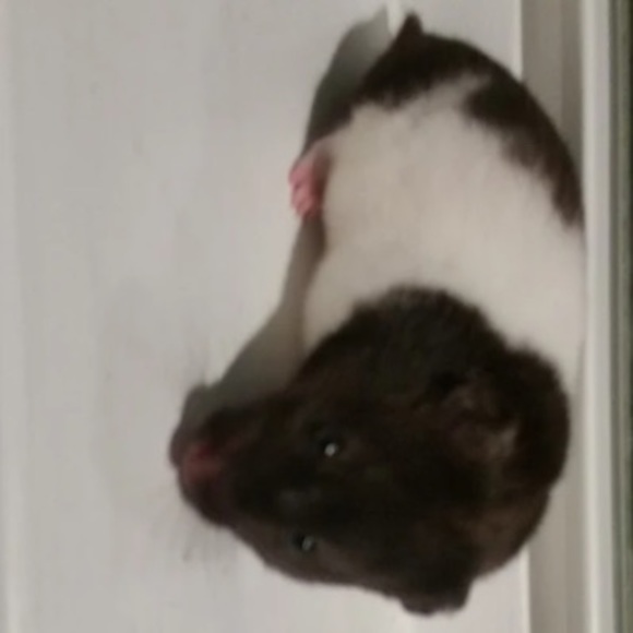 Profile Picture of Isabella Spagnuolo (@i_spagnuolo) on Poshmark