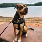 Profile Picture of Sophia McConnell (@rosco.rascal) on Instagram