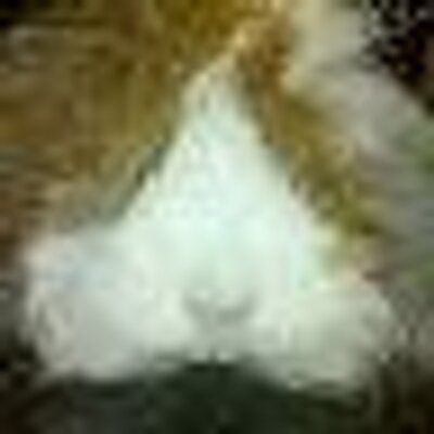 Profile Picture of Josh Bissonnette (@JoshInDaHood) on Twitter