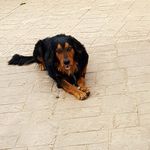 Profile Picture of aaron (@perritos_bonitos428) on Instagram