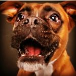 Profile Picture of Derek Baldwin (@the.dawkins) on Instagram