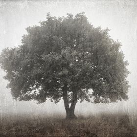 Profile Picture of Sunny Forest (@ivandzyuba9) on Pinterest